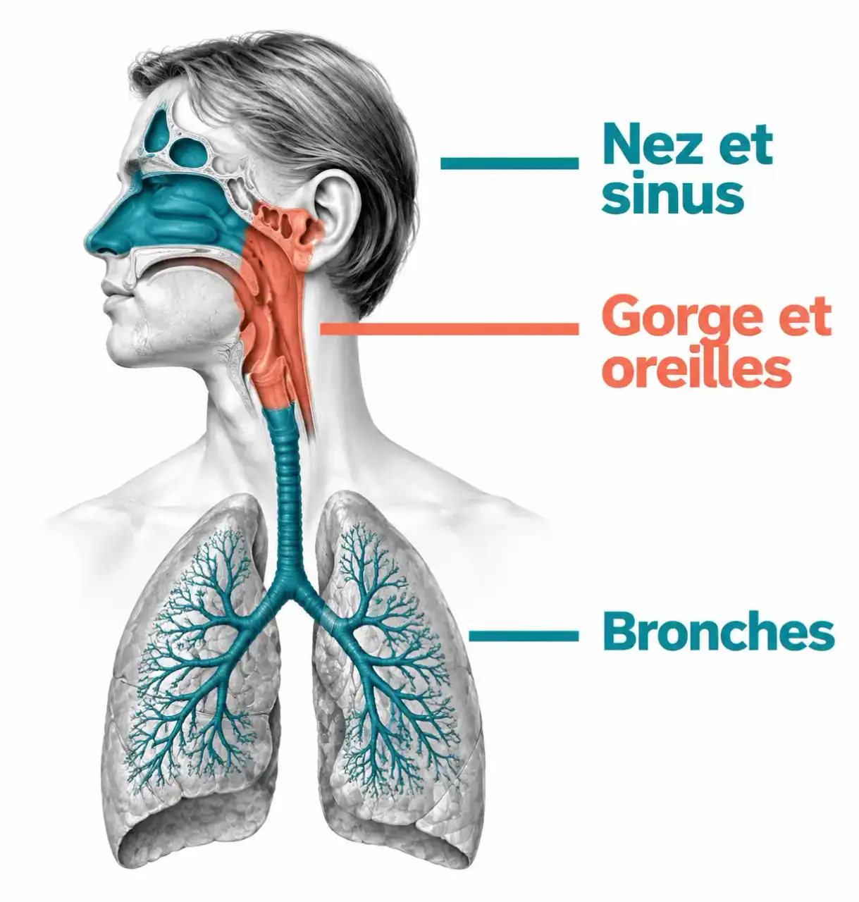 Schéma des zones traitées par une cure thermale voies respiratoires : nez et sinus, gorge et oreilles, bronches
